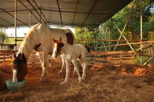 agriturismo per bambini a montaione