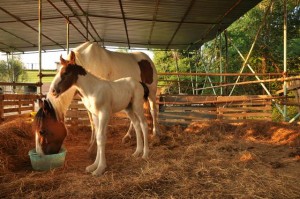 agriturismo con attività per bambini in Toscana